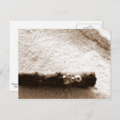 ペンサコーラビーチポストカード ポストカード (正面/裏面)