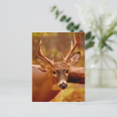 ペンシブミュールディアバック ポストカード (スタンド正面)