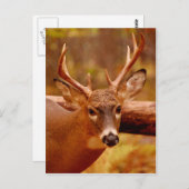 ペンシブミュールディアバック ポストカード (正面/裏面)