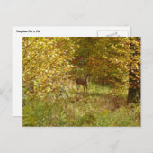 ペンシルバニアディアイン秋自然 ポストカード (正面/裏面)