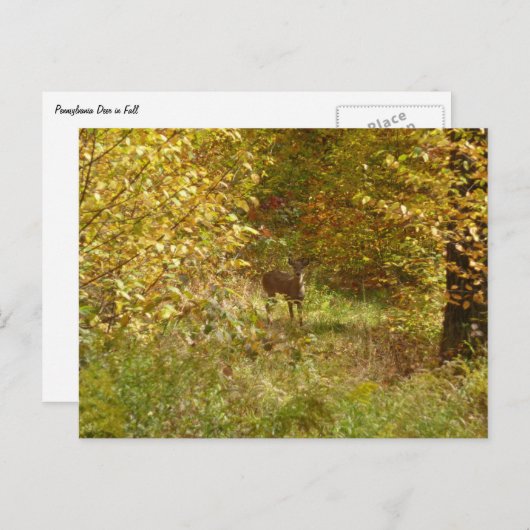 ペンシルバニアディアイン秋自然 ポストカード (正面/裏面)