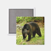 ペンシルバニアブラックベア マグネット (正面/裏面)