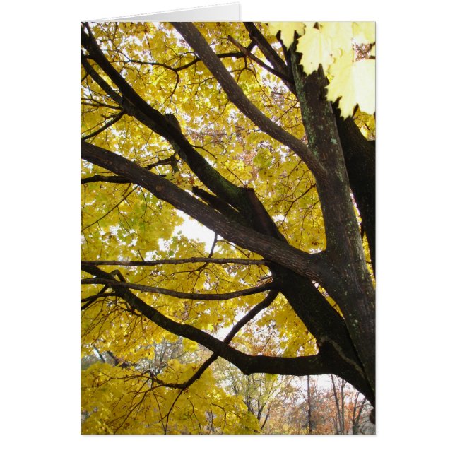 ペンシルバニア金ゴールド (正面)