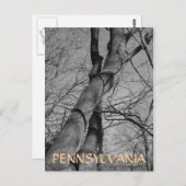 ペンシルベニアの木の冬の景色 ポストカード (正面/裏面)