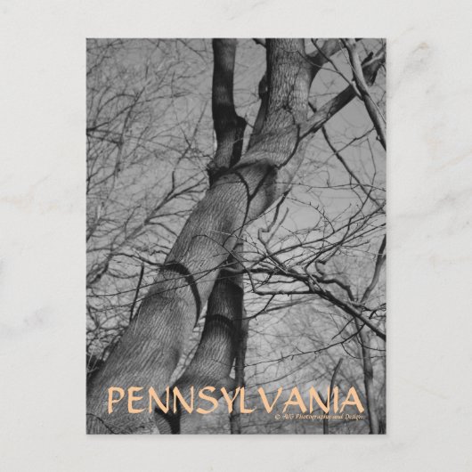 ペンシルベニアの木の冬の景色 ポストカード (正面)