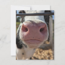 ペンシルベニアの農場の乳牛