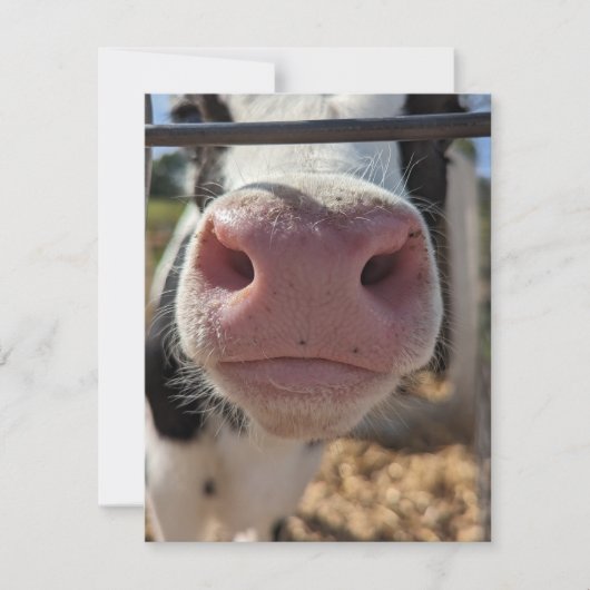 ペンシルベニアの農場の乳牛 ノートカード (正面)