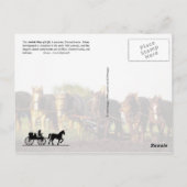 ペンシルベニア州ランカスターのアーミッシュの生活 ポストカード (裏面)