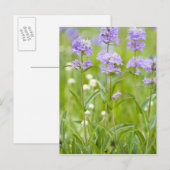 ペンステモンの草原 ポストカード (正面/裏面)