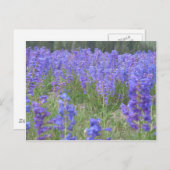 ペンステモンワイルドフラワーワイオミング ポストカード (正面/裏面)