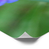 ペンステモン青い花のポスター ポスター (角)