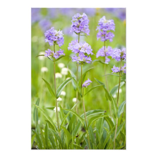 ペンステモン の野生の花の牧草地 フォトプリント (正面)