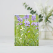 ペンステモン の野生の花の牧草地 ポストカード (スタンド正面)