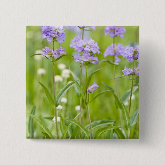 ペンステモン の野生の花の牧草地 缶バッジ (正面)