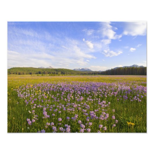 ペンステモン の野生の花の牧草地 2 フォトプリント (正面)