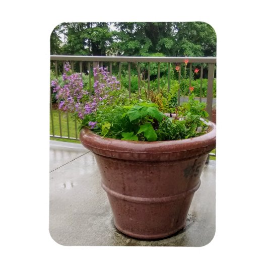 ペンステモン マグネット (縦)