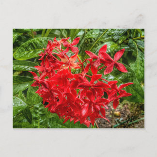 ペンタスはがき ポストカード