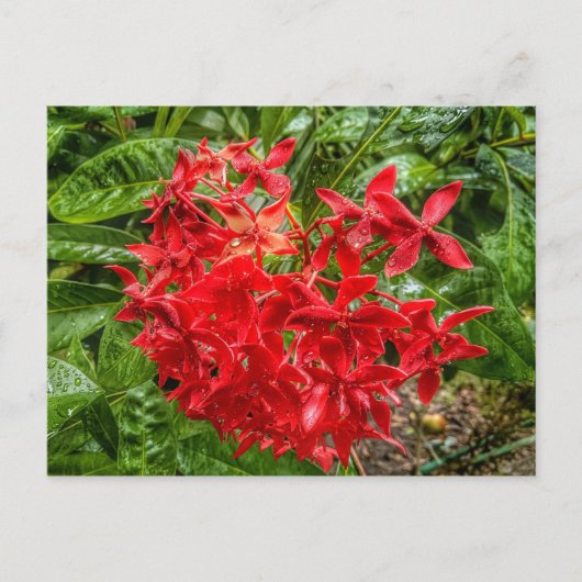 ペンタスはがき ポストカード (正面)