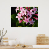 ペンタスポスター ポスター (キッチン)