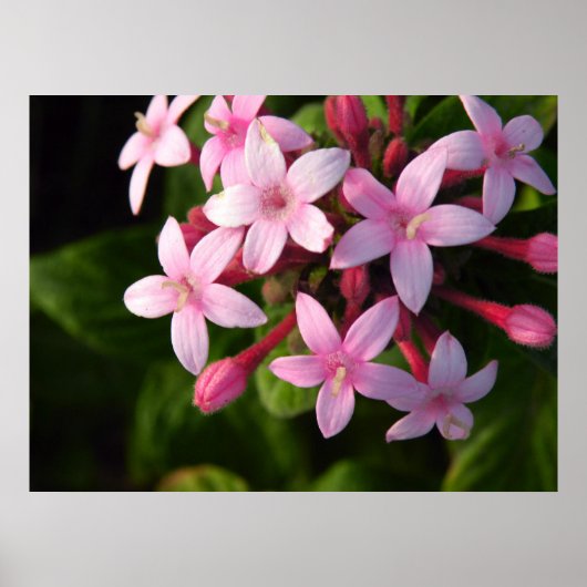 ペンタスポスター ポスター (正面)