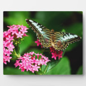 ペンタス1プラークのクリッパー フォトプラーク (正面)