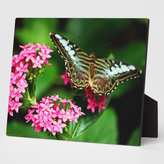 ペンタス1プラークのクリッパー フォトプラーク (側面)