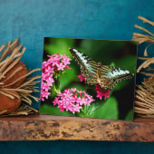 ペンタス1プラークのクリッパー フォトプラーク (側面)