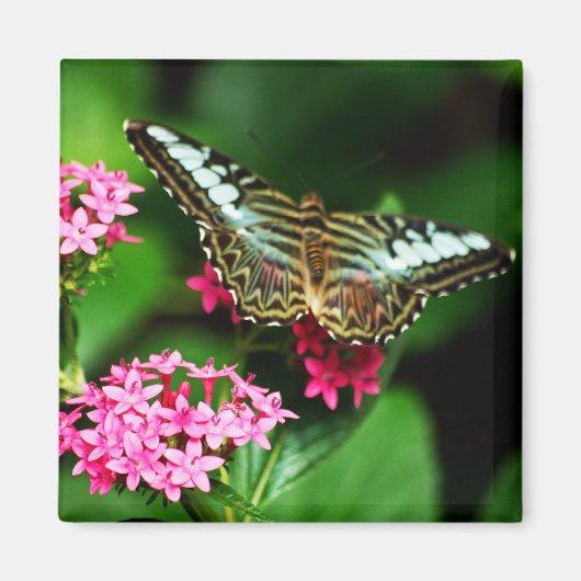 ペンタス1磁石のクリッパー マグネット (正面)