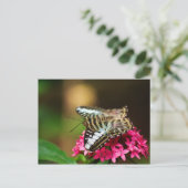 ペンタス3のクリッパー ポストカード (スタンド正面)