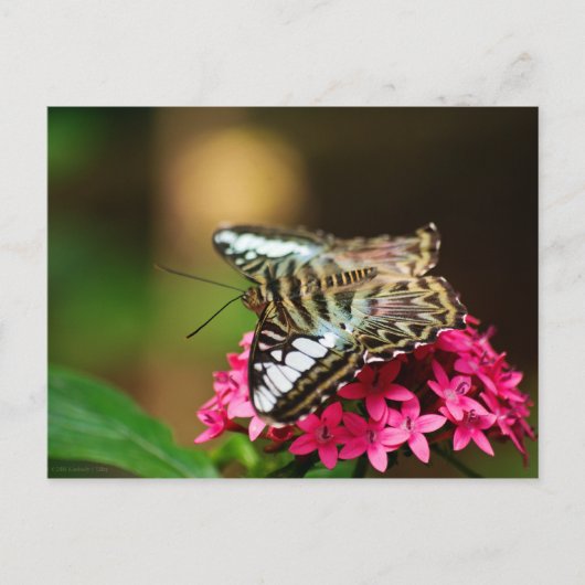 ペンタス3のクリッパー ポストカード (正面)