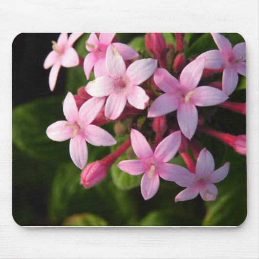 ペンタス マウスパッド (正面)