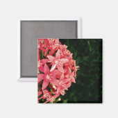 ペンタス マグネット (正面/裏面)