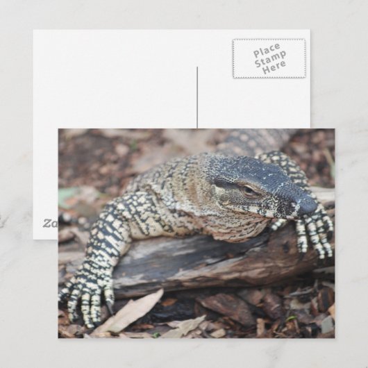 ペンティ ポストカード (正面/裏面)