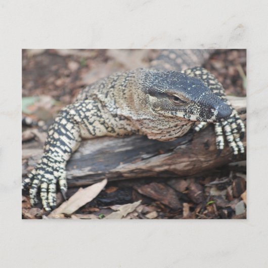 ペンティ ポストカード (正面)