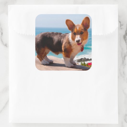 ペンブレークウェルシュコーギーの子犬がテーブルに立って スクエアシール (バッグ)