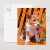 ペンブレークウェルシュコーギーの子犬が公園のベンチに座って ポストカード (正面/裏面)