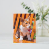 ペンブレークウェルシュコーギーの子犬が公園のベンチに座って ポストカード (スタンド正面)