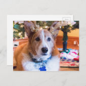 ペンブロークのウェルシュコーギーのクリスマス シーズンポストカード (正面/裏面)