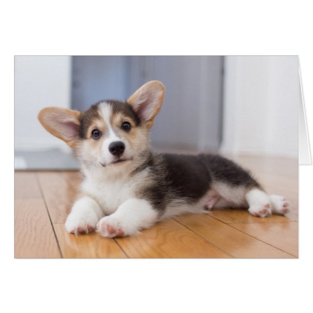 ペンブロークのウェルシュコーギーの子犬 (正面横)