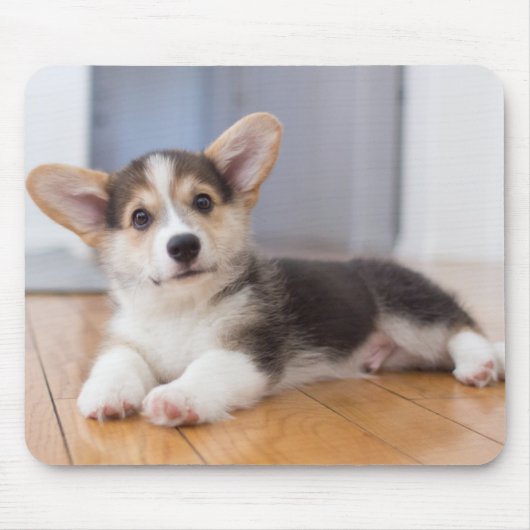 ペンブロークのウェルシュコーギーの子犬 マウスパッド (正面)