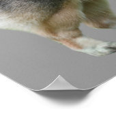 ペンブロークウェルシュコーギープリント ポスター (角)