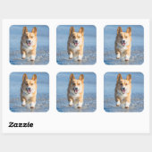 ペンブロークウェルシュコーギーランニングズ犬のビーチ スクエアシール (シート)