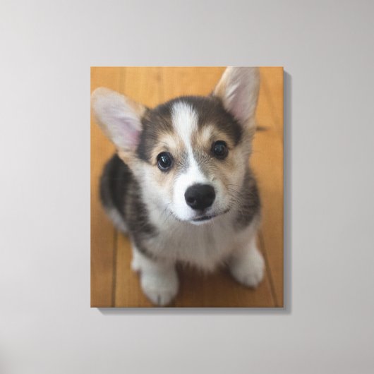 ペンブロークウェルシュコーギー子犬3 キャンバスプリント (正面)