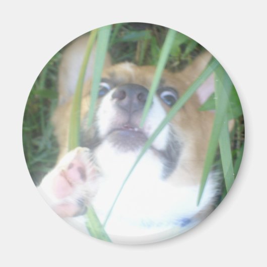 ペンブロークウェルシュコーギー子犬 マグネット (正面)