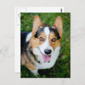 ペンブロークウェルシュコーギー ポストカード (正面/裏面)