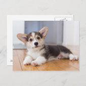 ペンブローク・ウェルシュ・コーギー子犬 ポストカード (正面/裏面)