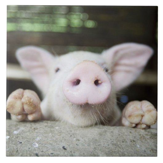 ペン、コブタのベビーのブタ タイル (正面)