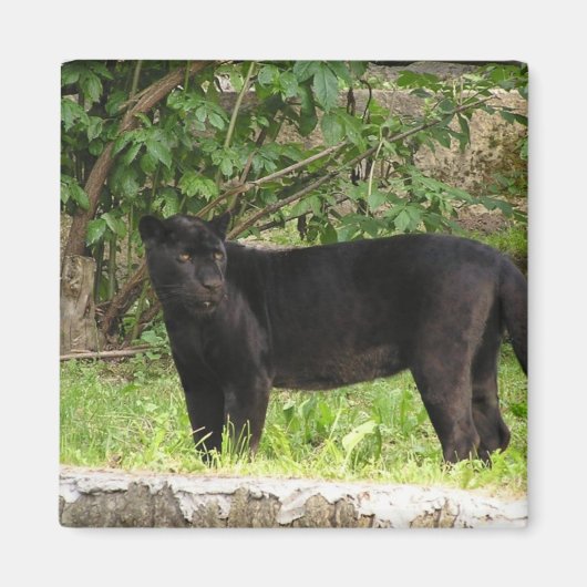 ペーシングパンサー磁石 マグネット (正面)