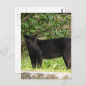 ペーシングパンザー葉書 ポストカード (正面/裏面)