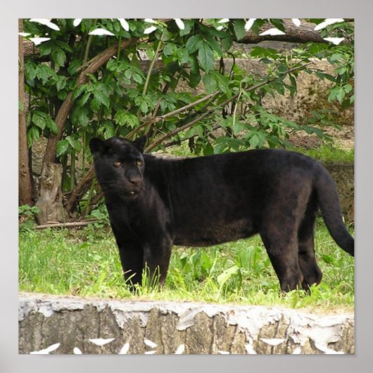 ペーシング・パンザー・ポスター ポスター (正面)